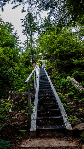 trees plants tree alaska wales stairs forest island woods pacific northwest steps ak prince trail staircase craig manmade southeast pnw sunnahae