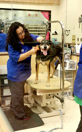 dog being groomed at PetSmart Lapdog Creations
