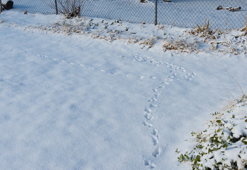Dog Footprints in Snow