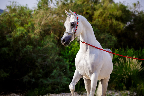 horses horse sunrise arabian stallion equine qatar