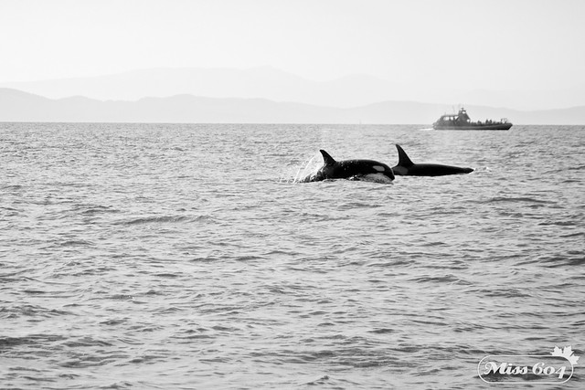 Orcas/Killer Whales