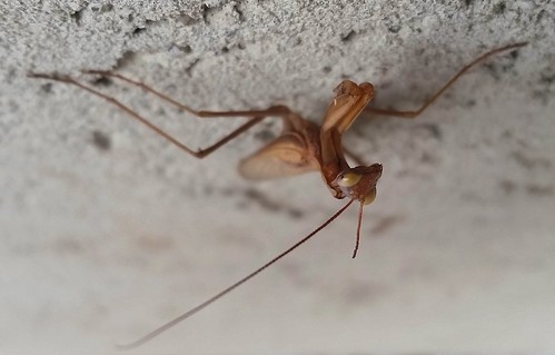 brown fauna insect photo alma prayingmantis gratiotcounty michiganworks