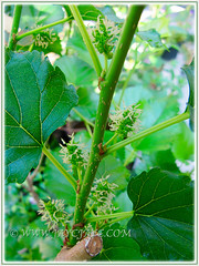 Unripe green fruits of Morus nigra (Black Mulberry, Blackberry, Black-fruited Mulberry, Indian/Persian Mulberry, Silkworm Mulberry, Hei Sang), July 29 2015