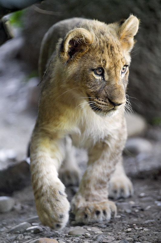 Lion cub walking and looking at the side