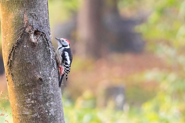Lesser Spotted Woodpecker staring in camera