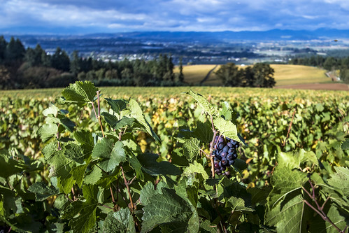 fall colors oregon vineyard lafayette wine dundee country harvest winery grapes grape vistahills fallcolorswinecountry