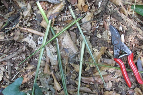 bonobo feeding sign in forest_marantaceae
