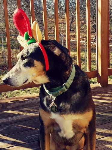 Senior Coonhound with Elf Antlers - Lapdog Creations