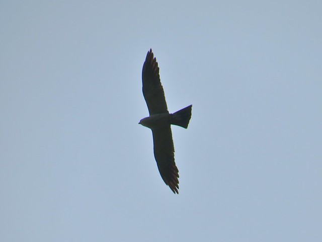 Mississippi Kite on Miller City Rd in Olive Branch, Alexander County, IL 03