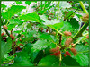 Morus nigra (Black Mulberry, Indian/Persian Mulberry, Silkworm Mulberry)