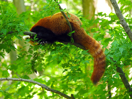 park red zoo panda binder