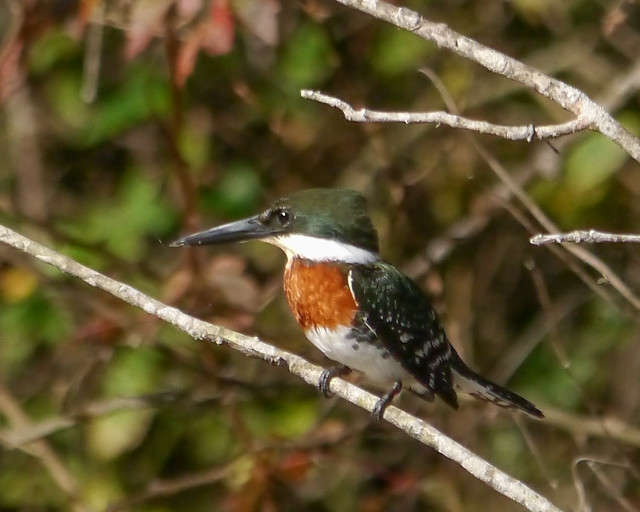 Green Kingfisher - 1