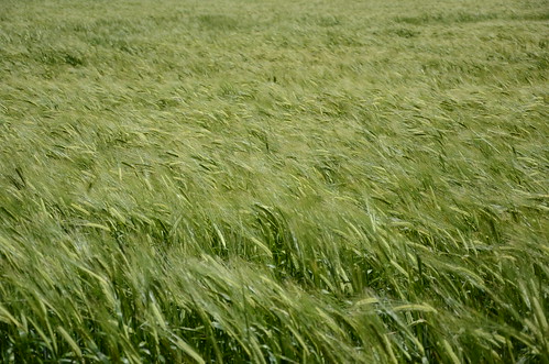 green barley belvidere southaustralia australia agriculture crop field