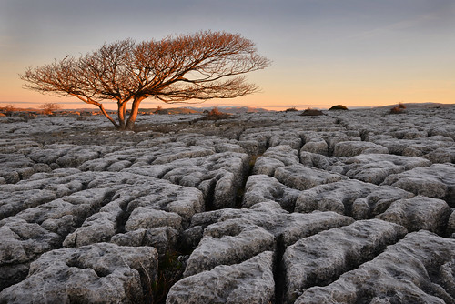 farleton newbiggin limestone pavement sunrise dawn tree rock frost