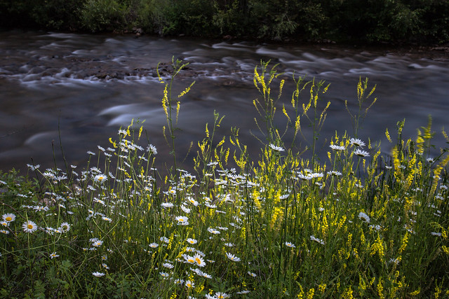 Rapids and Flowers
