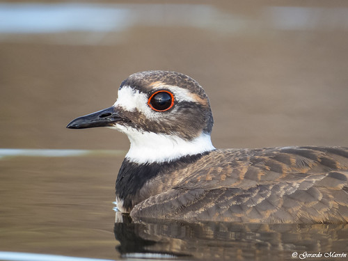 Charadrius vociferus