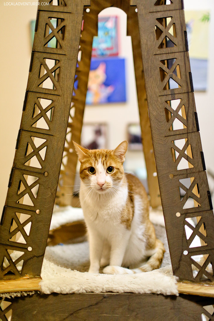 Adopt Cats from the San Diego Humane Society at the Cat Cafe San Diego.