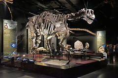 Le Camarasaurus dans la salle des Origines (Musée des Confluences, Lyon)