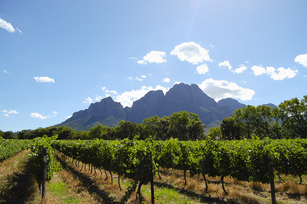 Découverte de la Route des Vins, la plus célèbre région des vignobles sud-africains