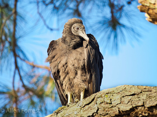 bird rodman wildlife vulture palatka florida fortmccoy unitedstates us