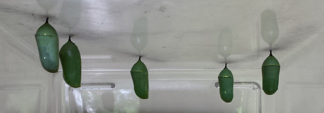 five chrysalises hanging in one container