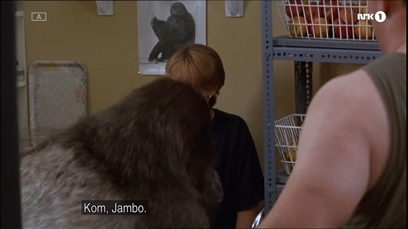 jambo gorilla