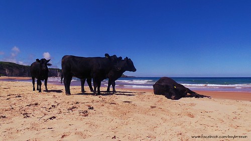 Sunbathing cows at Whitepark Bay on Northern Ireland's beautiful north coast!