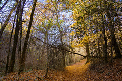 Forest Walk - Photo of Faymoreau