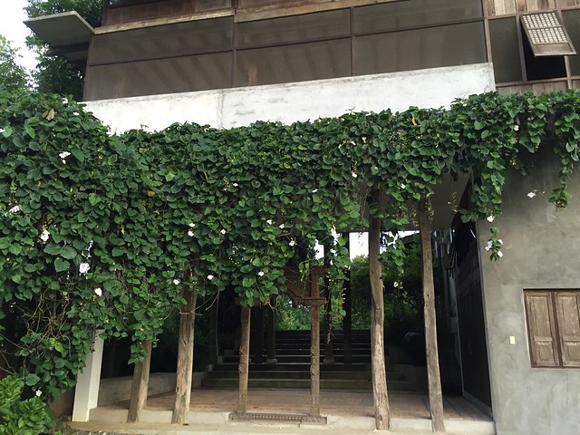 Hacienda Isabella, ivy