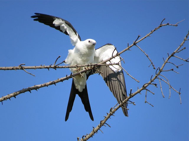 Swallow-tailed Kite in Champaign, IL 14
