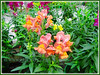 Antirrhinum majus (Common Snapdragon, Garden Snapdragon, Snapdragon, Dragon Flowers))