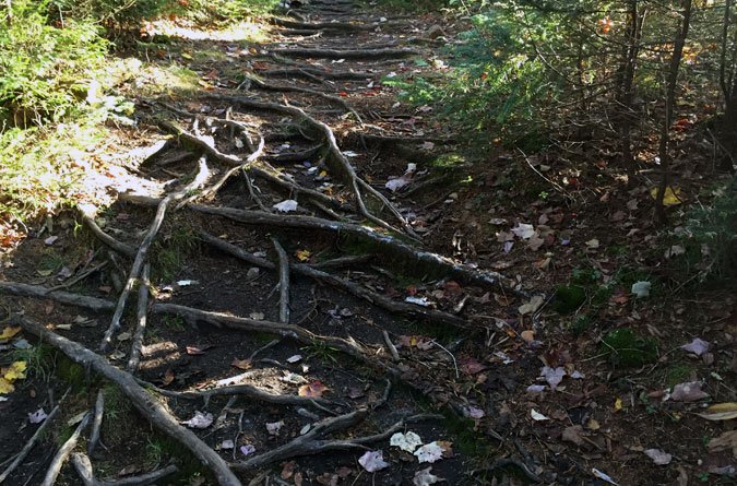 Hancock Notch Trail Roots