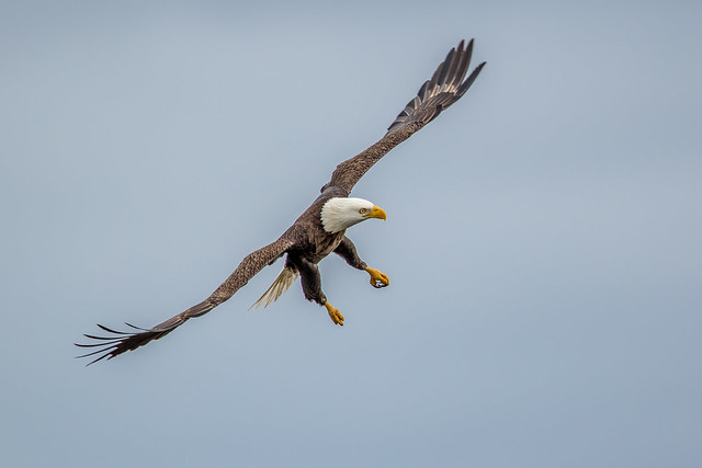 Eagle, Viera Wetlands