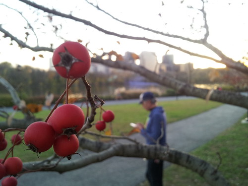 Berries and the Boy