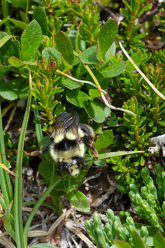 canada male bc mcbride mcbridepeak bombusbifarius faceonview twoformedbumblebee