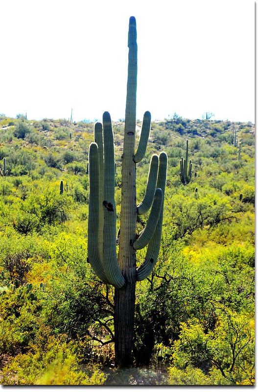 Saguaros growing on the Rincon Mountain District 2