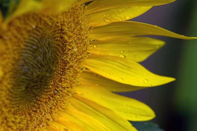 Sunflower in the Rain 821