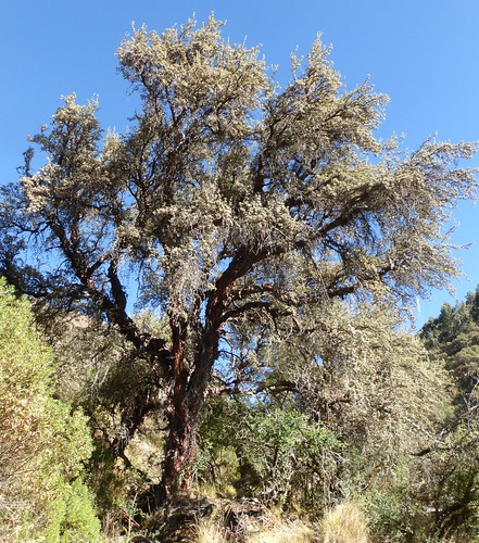 plant tree bolivia andes polylepis polylepisbesseri