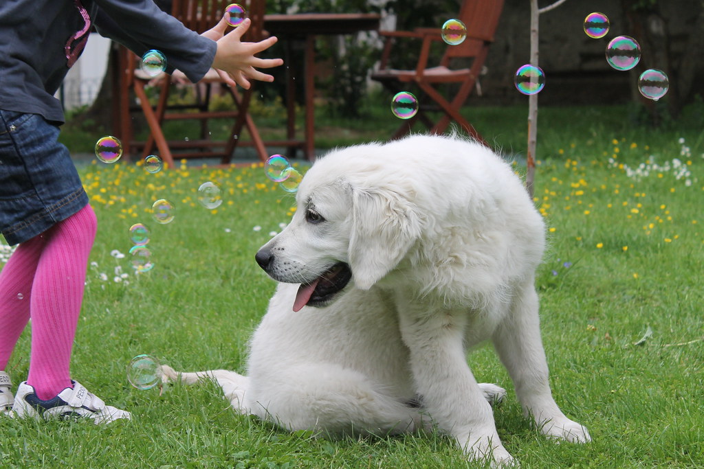 How to tire a puppy: Soap bubbles
