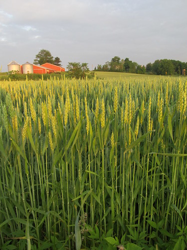 ohio june wheat fieldsunrise baileylakes