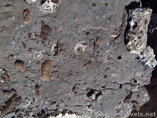 Examples of some of the fossils in Upper Darby Canyon, Jedidiah Smith Wilderness Area, Wyoming