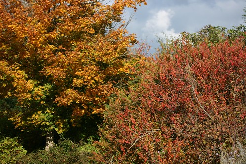 Autumn colour at Threave