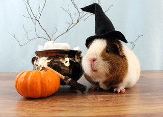 Rosie the Guinea Pig Witch