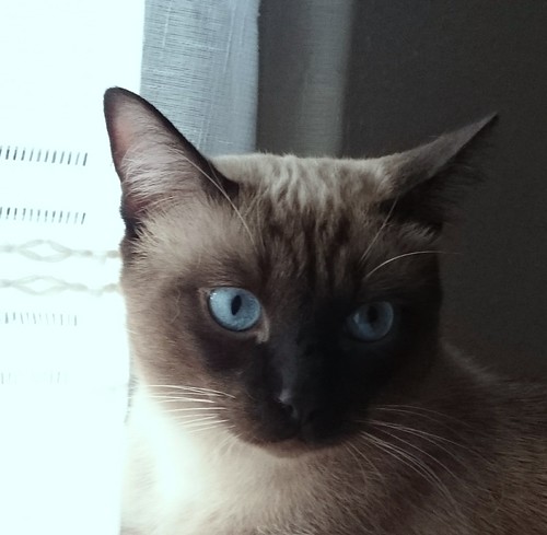 Sting, gato siamés de ojazos azules excelente compañero, nacido en Agosto´13, en adopción. Valencia. ADOPTADO. 23420520965_ff6792cd2f