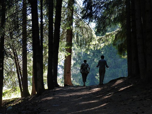 woodland bosco svizzera suisse anzère friends backlit controluce valais vallese friendship forest backlight