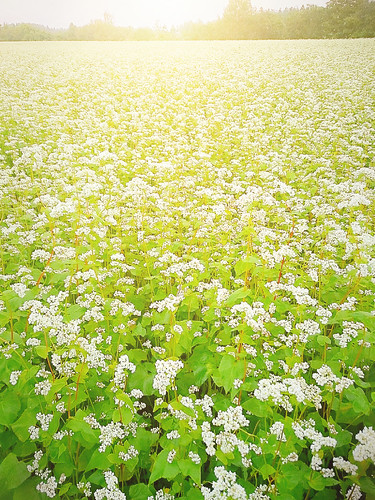 flower hachinohe buckwheat そば 八戸 そば畑 xperia xperiaz3
