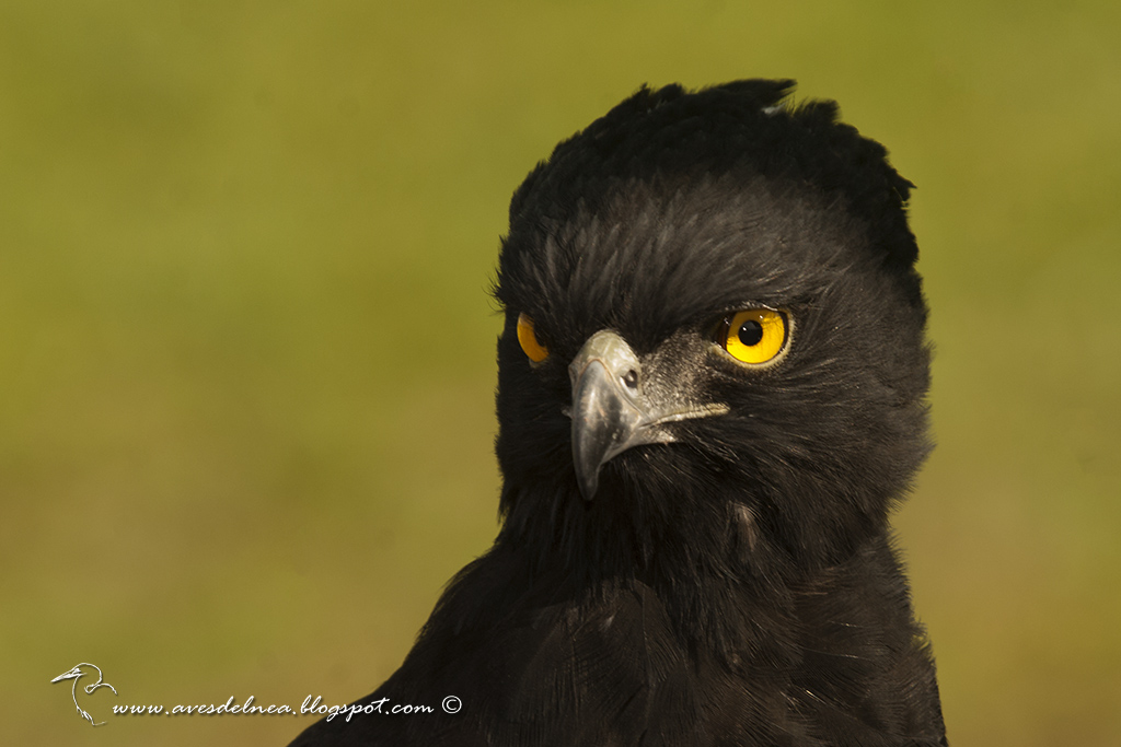 Águila crestuda negra (Black-Hawk Eagle) Spizaetus tyrannus