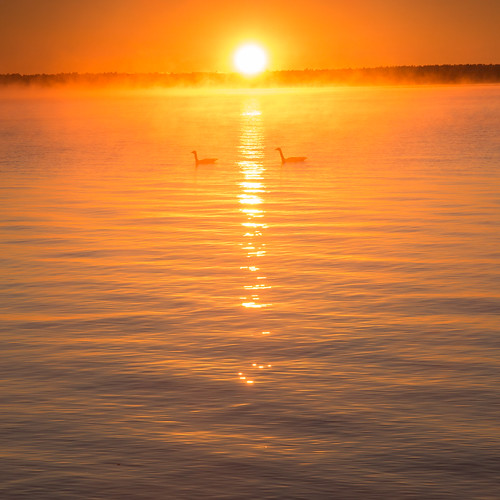 morning calabogie sunrise nature mist geese outdoors canada lake weather landscape clouds