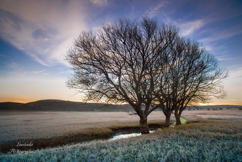 arbol pantano amanecer foldada