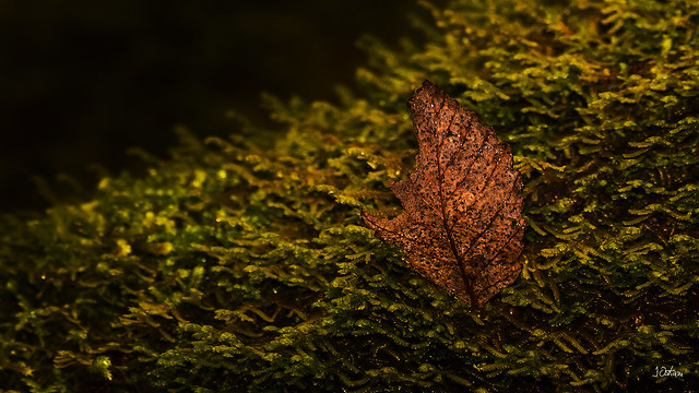 Leaf on a bed of moss